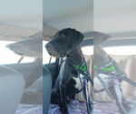 Small Great Dane-Labrador Retriever Mix