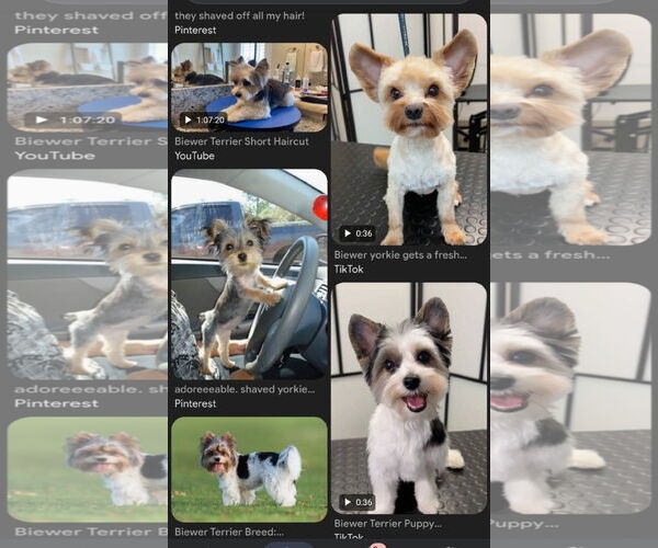 Medium Photo #6 Mutt Puppy For Sale in Santa Clarita, CA, USA