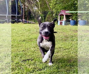 Medium American Staffordshire Terrier Mix