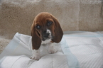 Small Photo #2 Basset Hound Puppy For Sale in DEER VALLEY, UT, USA