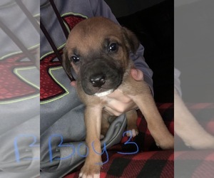 Rhodesian Ridgeback-Unknown Mix Puppy for sale in GRANTS PASS, OR, USA