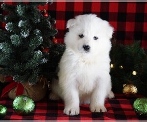 Samoyed Puppy for sale in FREDERICKSBG, OH, USA