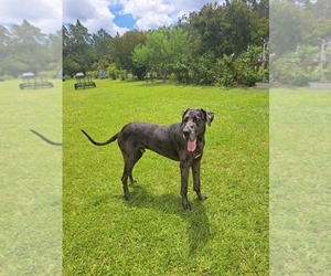 Father of the Great Dane puppies born on 05/19/2025