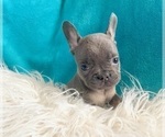 Small #21 French Bulldog