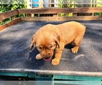 Small #2 Golden Retriever
