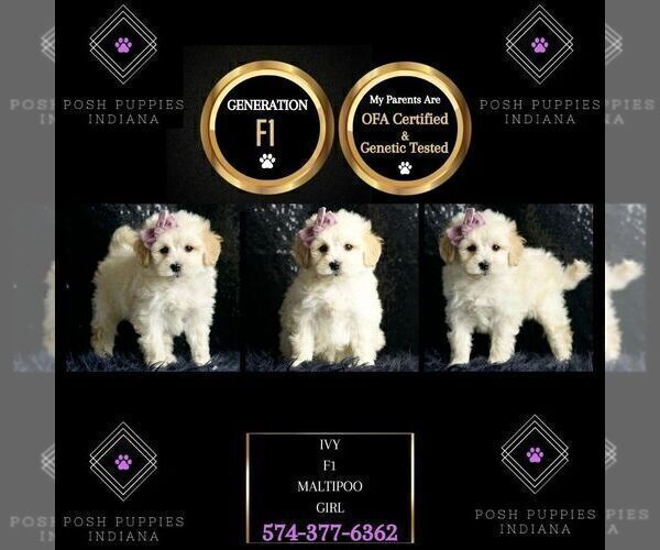 Medium Photo #80 Maltipoo Puppy For Sale in WARSAW, IN, USA