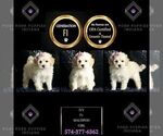 Small Photo #80 Maltipoo Puppy For Sale in WARSAW, IN, USA