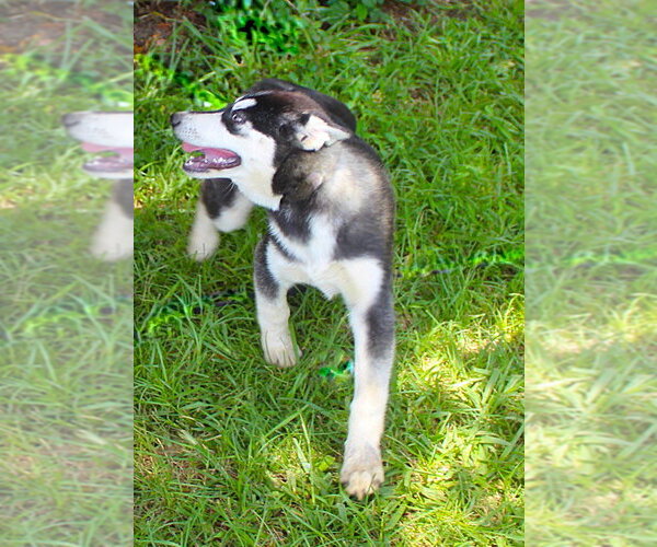 Medium Photo #5 Siberian Husky Puppy For Sale in Holly Hill, SC, USA