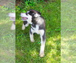 Small #4 Siberian Husky
