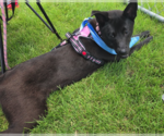 Small #5 Labrachow