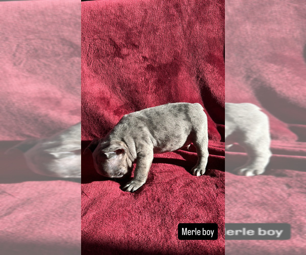 Medium Photo #3 French Bulldog Puppy For Sale in SACRAMENTO, CA, USA