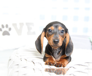 Dachshund Puppy for sale in MARIETTA, GA, USA