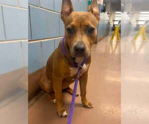 Elaris - Female Mutt Dog for Adoption - Photo #4