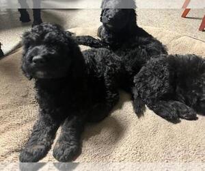 Poodle (Standard) Puppy for sale in CHICAGO, IL, USA
