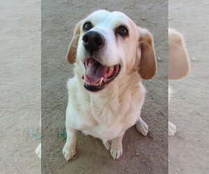 Spuds - - Male Beagle Dog for Adoption - Photo #3