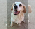 Small Photo #3 Beagle Puppy For Sale in Apple Valley, CA, USA