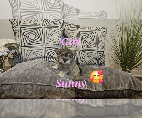 Medium Photo #1 Schnauzer (Miniature) Puppy For Sale in SPARTA, WI, USA