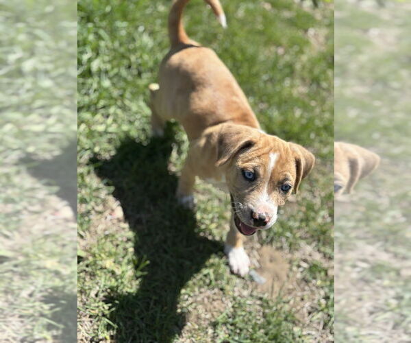 Medium Photo #8 Labrador Retriever-Unknown Mix Puppy For Sale in Brewster, NY, USA