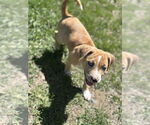 Small #7 Labrador Retriever Mix
