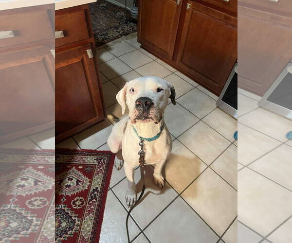 Medium Photo #5 American Staffordshire Terrier-Unknown Mix Puppy For Sale in Duluth, MN, USA