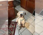 Small #4 American Staffordshire Terrier Mix
