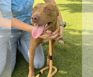 Mutt Dogs for adoption in Hilton Head, SC, USA