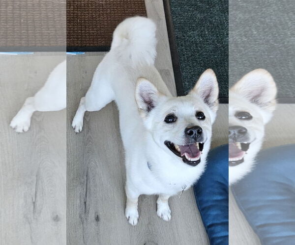 Medium Photo #3 American Eskimo Dog-Chow Chow Mix Puppy For Sale in Pikesville, MD, USA