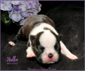 Boston Terrier Puppy for Sale in MOSELLE, Mississippi USA