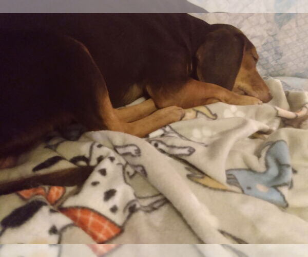 Medium Photo #3 Beagle Puppy For Sale in Tampa, FL, USA