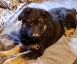 German Shepherd Dog Puppy for Sale in OMAHA, Nebraska USA