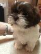 Small Photo #2 Shih Tzu Puppy For Sale in CEDAR PARK, TX, USA