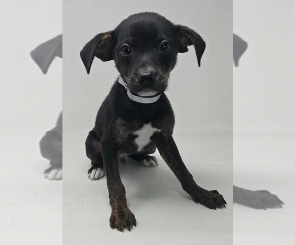 Medium Photo #6 Chihuahua-Unknown Mix Puppy For Sale in Brewster, NY, USA