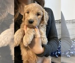 Small Photo #6 Goldendoodle Puppy For Sale in CARMICHAEL, CA, USA