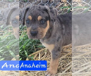 Catahoula Leopard Dog-Unknown Mix Dogs for adoption in Alexander, AR, USA
