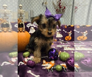 Yorkshire Terrier Puppy for sale in GRAND RAPIDS, MI, USA