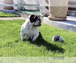 Mother of the English Bulldog puppies born on 03/06/2022