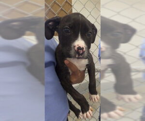 Mutt Dogs for adoption in Augusta, GA, USA