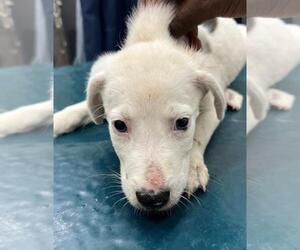 Mutt Dogs for adoption in Mobile, AL, USA