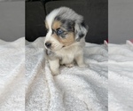 Small Photo #2 Australian Shepherd Puppy For Sale in MERIDIANVILLE, AL, USA