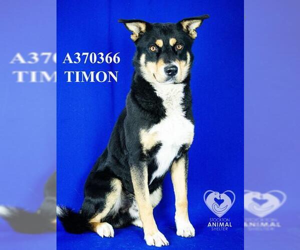 Medium Photo #2 German Shepherd Dog Puppy For Sale in Stockton, CA, USA