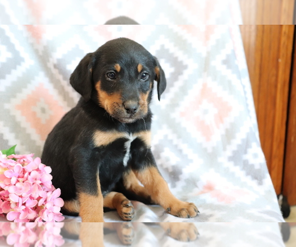 Medium Photo #4 Bluetick Coonhound-Labrador Retriever Mix Puppy For Sale in SHILOH, OH, USA