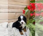 Puppy 7 Bernedoodle (Miniature)