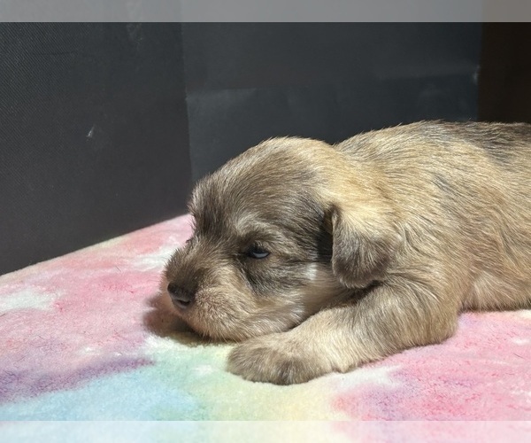 Medium Photo #2 Schnauzer (Miniature) Puppy For Sale in HOUSTON, TX, USA