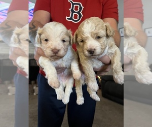 Shih-Poo Puppy for sale in MONROE, GA, USA