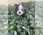 Small Boston Terrier