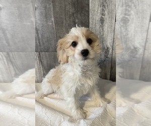 Medium Cavapoo