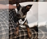 Small Photo #4 Australian Cattle Dog Puppy For Sale in BEN WHEELER, TX, USA