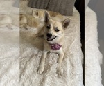 Small Photo #144 Pomsky Puppy For Sale in LOVELAND, CO, USA