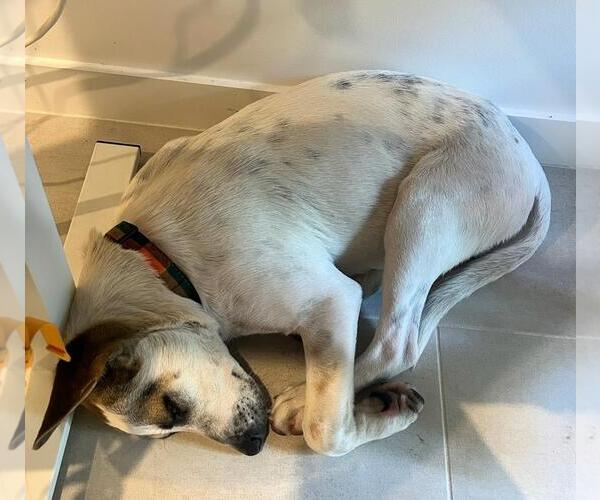 Medium Photo #5 Mutt Puppy For Sale in Key Largo, FL, USA