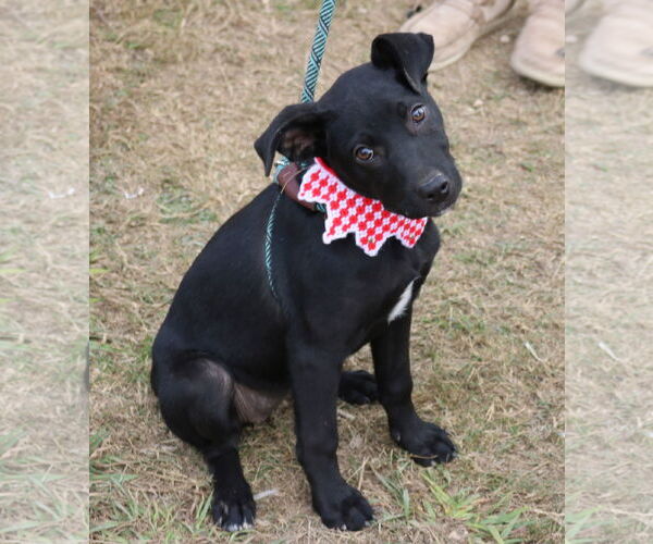 Medium Photo #1 Collie-Labrador Retriever Mix Puppy For Sale in Bandera, TX, USA